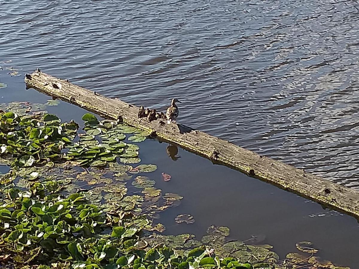 הוילה זנדאם Huisje Aan Het Water, Omgeving Amsterdam מראה חיצוני תמונה